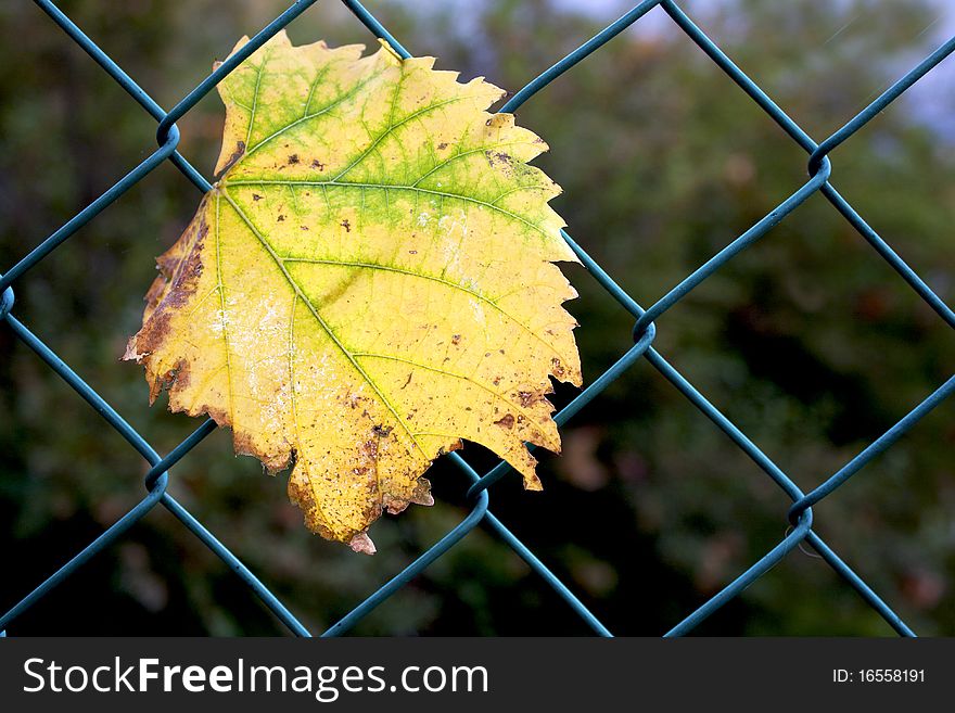 Autumn leaves entangled in the wire. Autumn leaves entangled in the wire