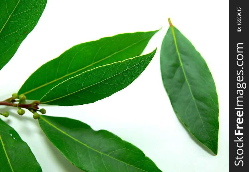 Fresh bay leaves on a white background.