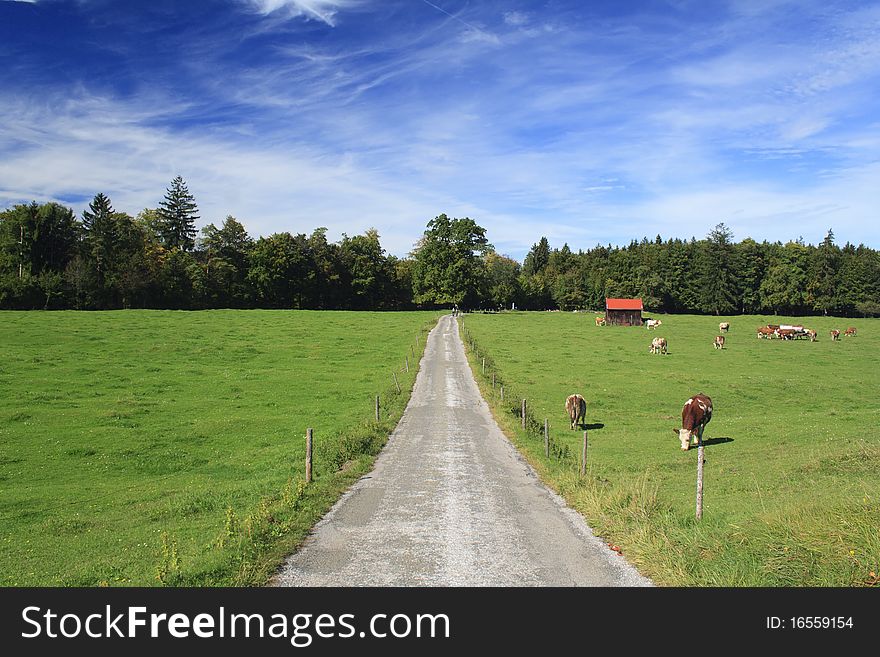 Road in a meadow