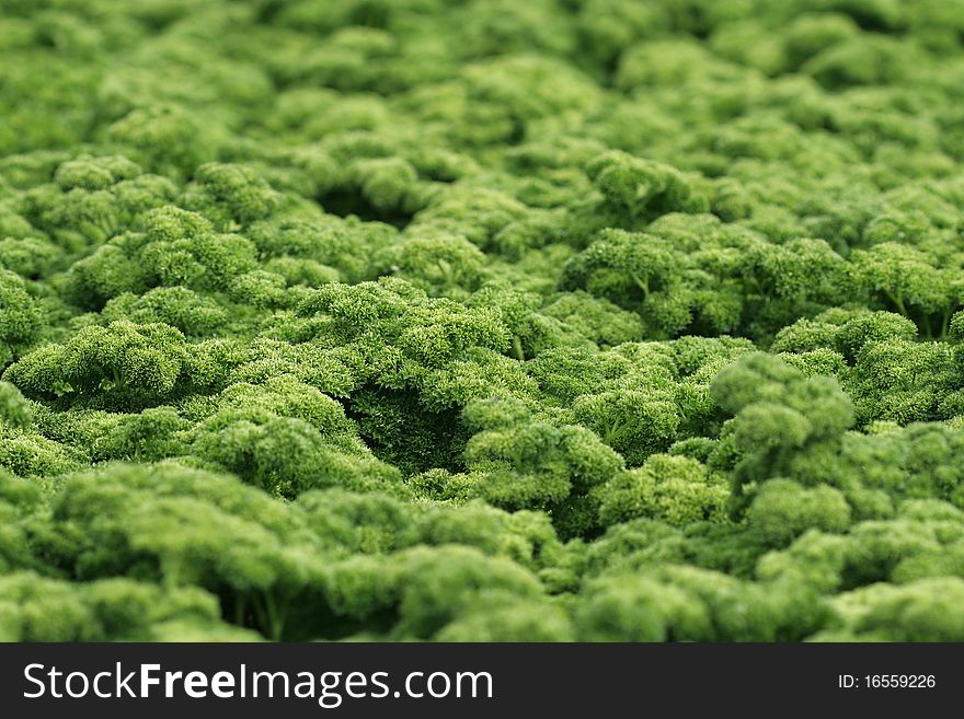 Green field of fresh parsley. Green field of fresh parsley