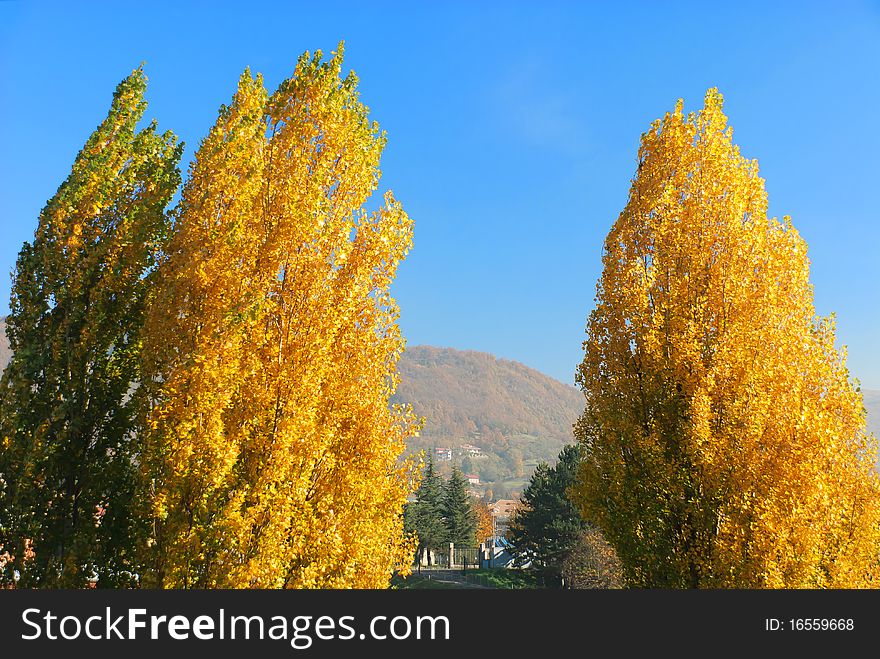 Trees with yellow leaves in autumn. Trees with yellow leaves in autumn