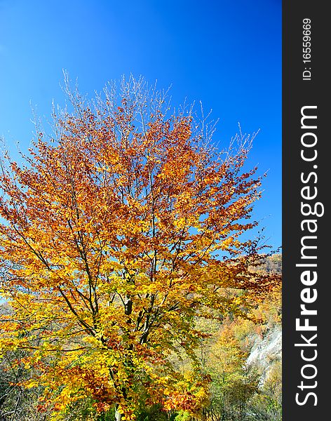 Trees with yellow and red leaves in autumn. Trees with yellow and red leaves in autumn