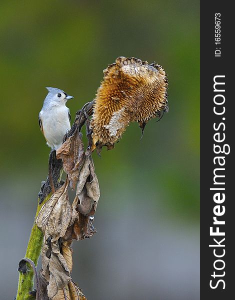 Tufted Titmouse in natural setting. Tufted Titmouse in natural setting