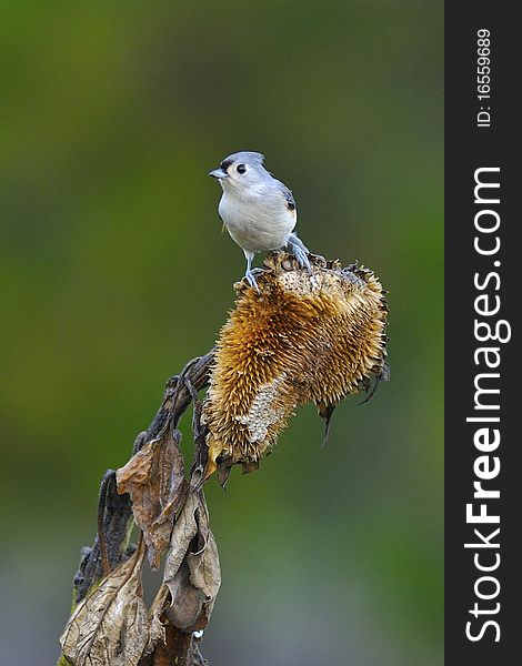 Tufted Titmouse in natural setting on sunflower. Tufted Titmouse in natural setting on sunflower