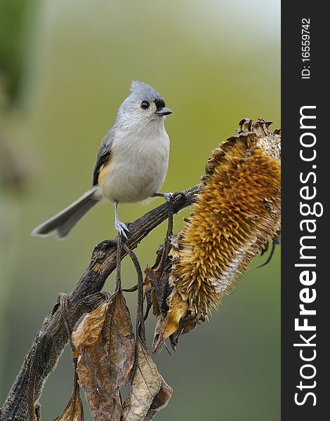 Tufted Titmouse in natural setting on sunflower. Tufted Titmouse in natural setting on sunflower