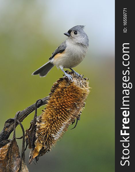 Tufted Titmouse in natural setting on sunflower. Tufted Titmouse in natural setting on sunflower