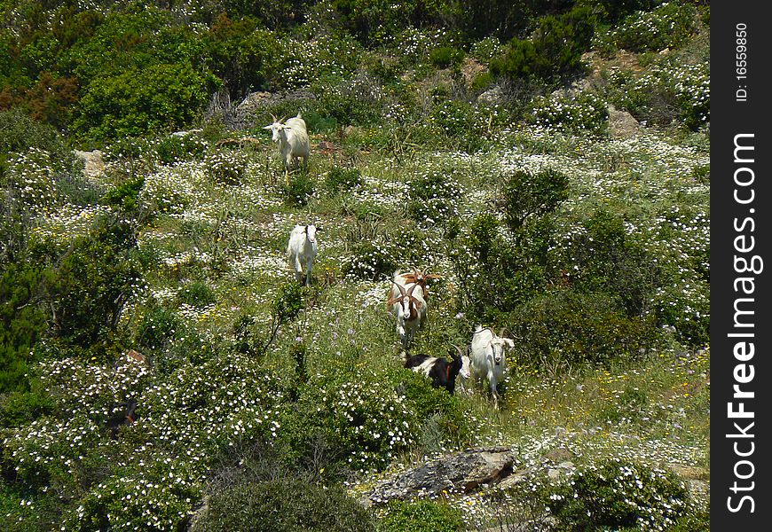 Sardinia landscape scenery with goats. Sardinia landscape scenery with goats
