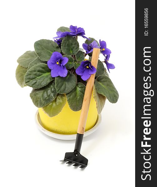 A beautiful violet flower in a yellow ceramic pot with rake isolated on a white background. A beautiful violet flower in a yellow ceramic pot with rake isolated on a white background