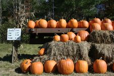 Pumpkins For Sale Stock Photography Pumpkins For Sale Stock Photography