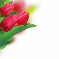 Spring Holiday Red Tulip. Stock Images Spring Holiday Red Tulip. Stock Images