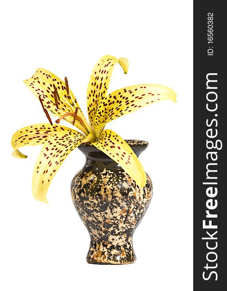Lily in a ceramic vase