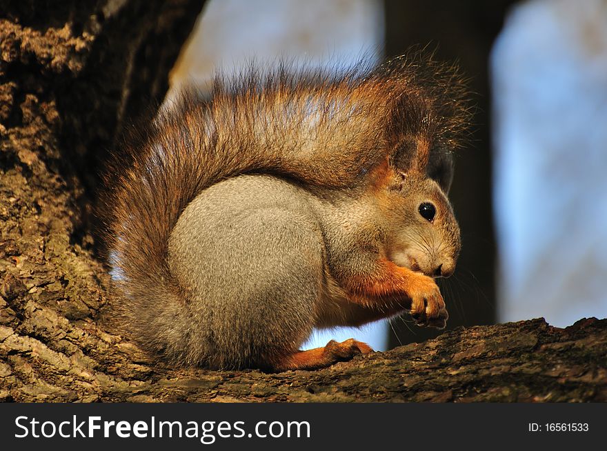 The squirrel eats a nut on a tree. The squirrel eats a nut on a tree.