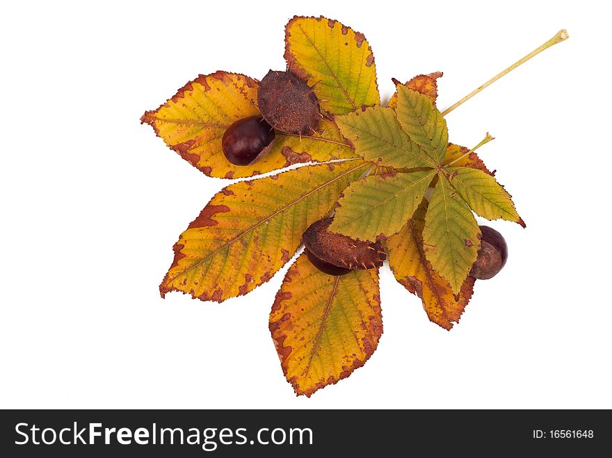 Chestnuts with shell on white background