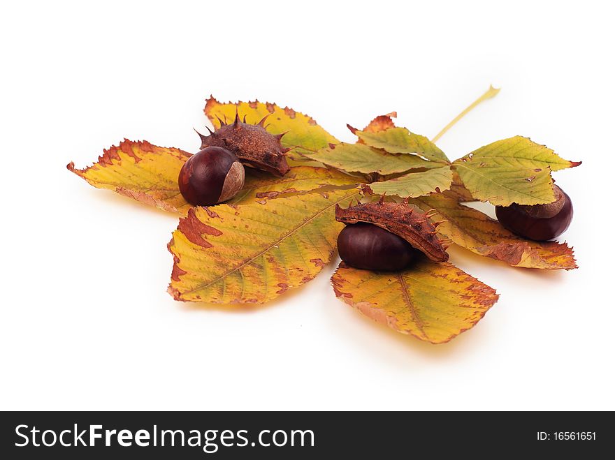 Chestnuts With Shell On White Background