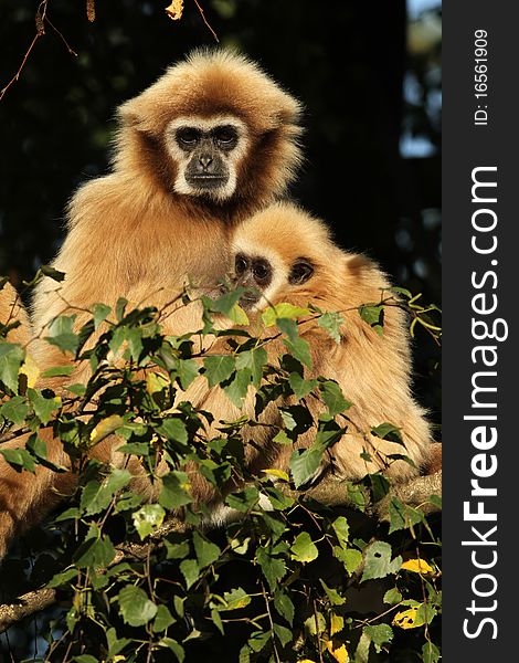 Animals: Gibbon with baby sitting in a tree