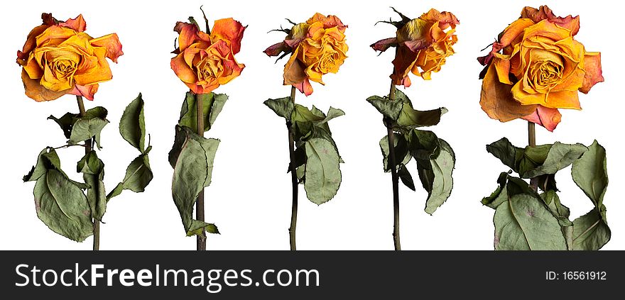 Dried rose flowers with leafs isolated over white background set. Dried rose flowers with leafs isolated over white background set