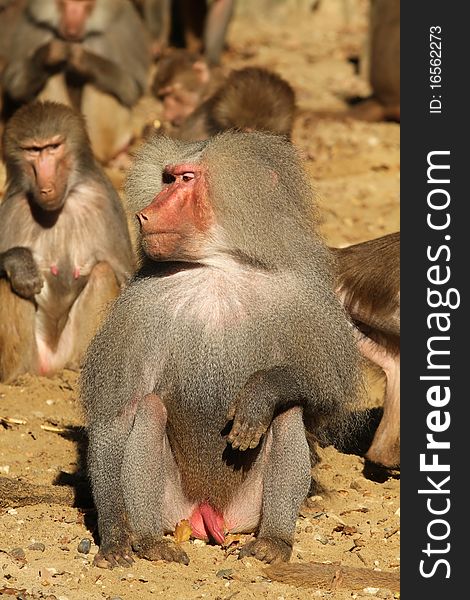 Animals: Male baboon sitting on the ground