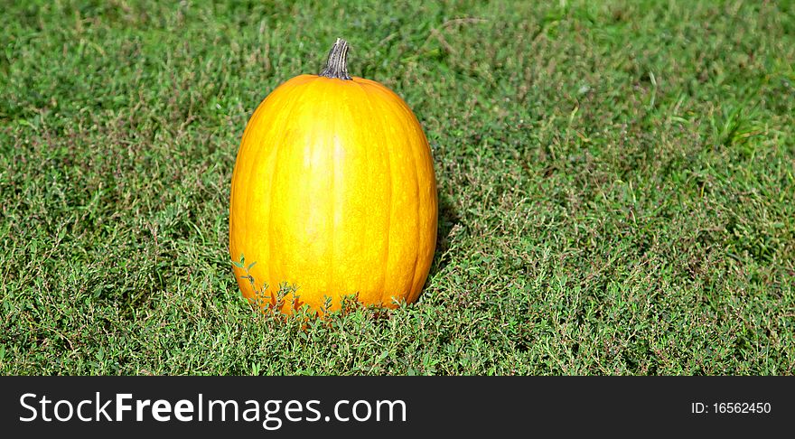 Pumpkin at green grass. Outdoor photo.
