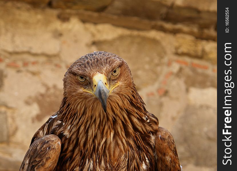 The eagle looks a direct severe look. The eagle looks a direct severe look
