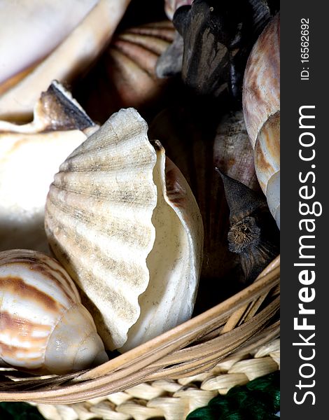 Some sea shells in a wooden basket. Some sea shells in a wooden basket