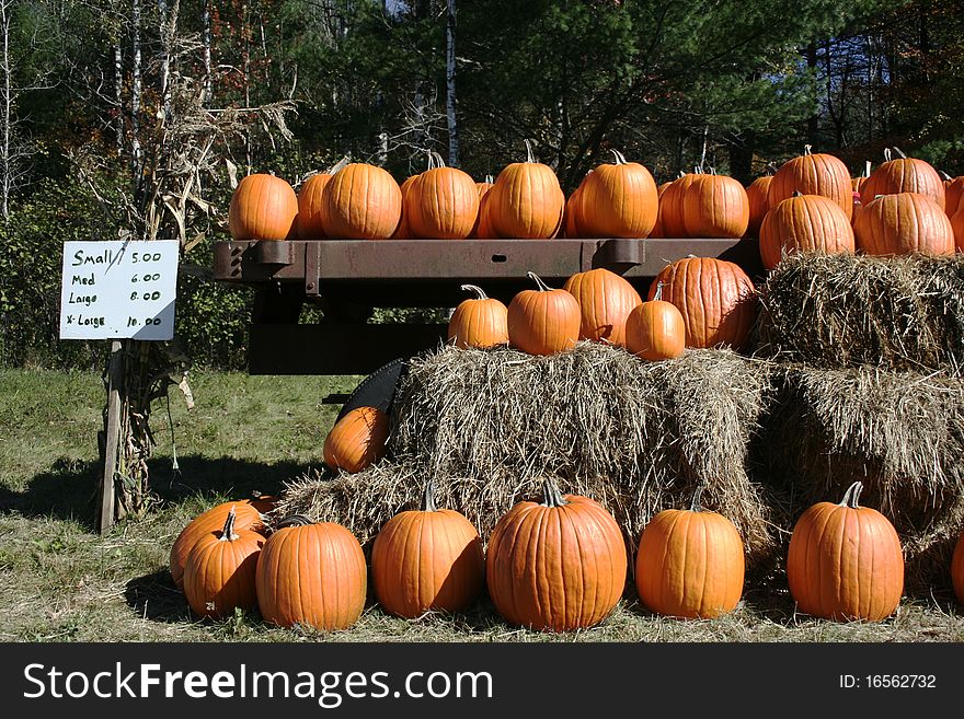 Bright orange pumpkins for sale at farm stand