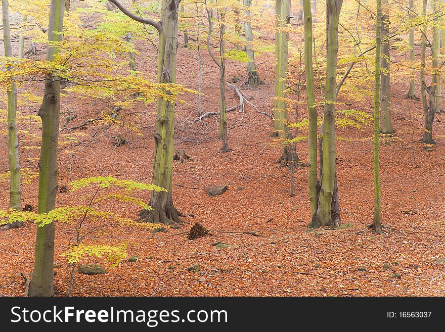 Nice colored autumn in forest