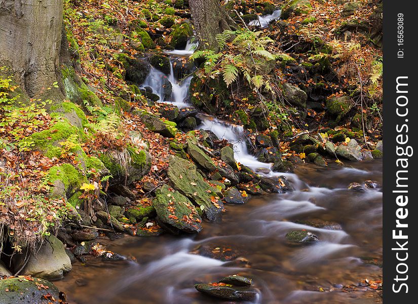 Forest stream in colored autumn