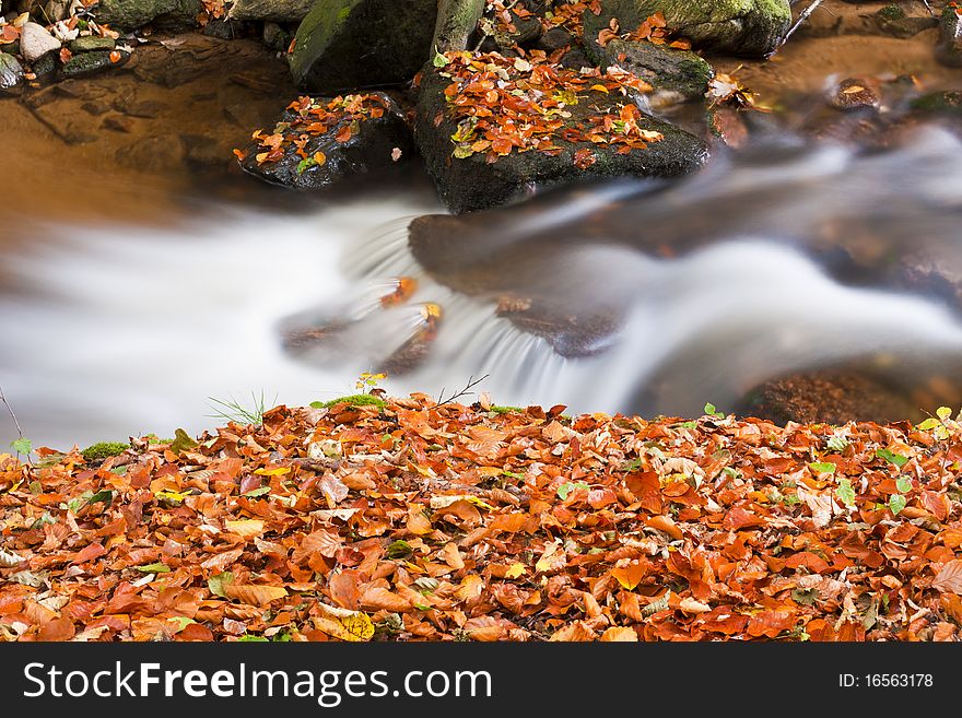 Forest stream in colored autumn