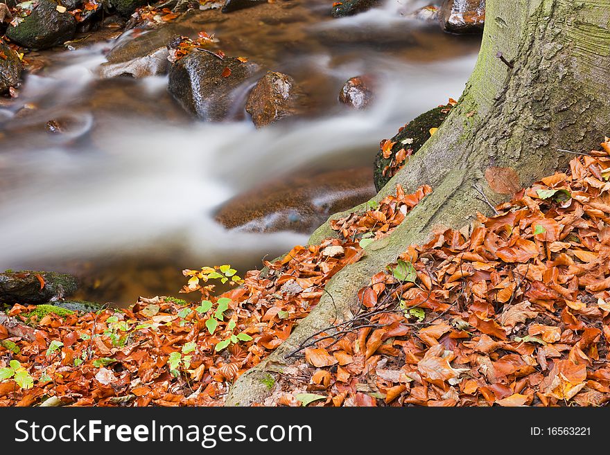 Forest stream in colored autumn