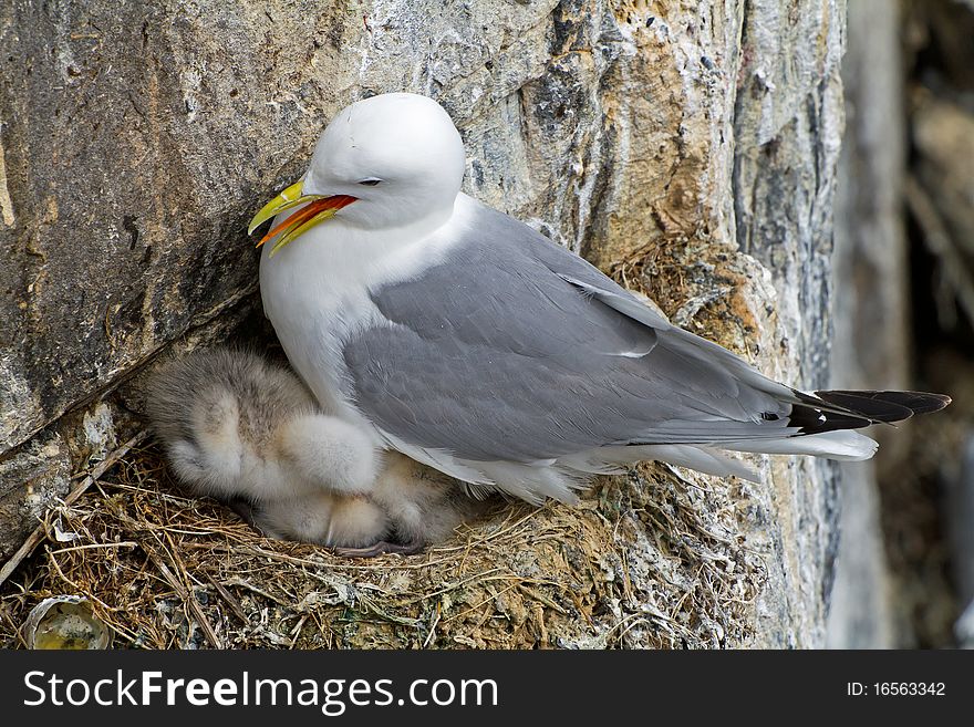 Kittiwake at Nest