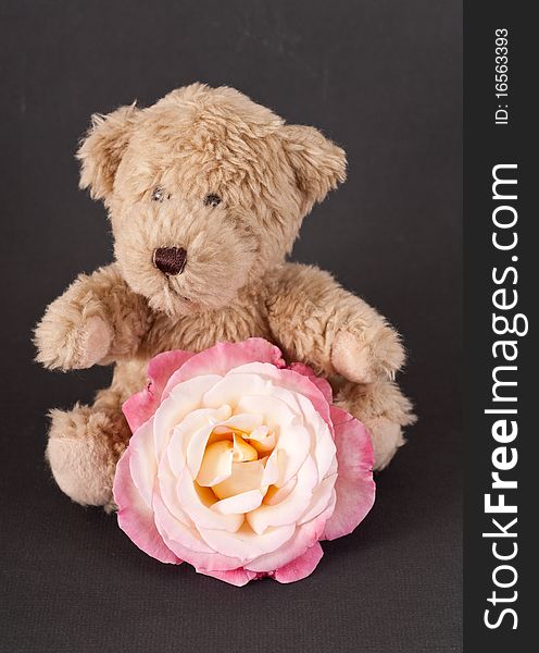 Small Brown Bear with White and Pink Rose. Small Brown Bear with White and Pink Rose
