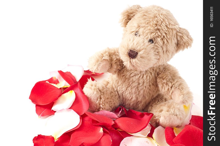 Little Brown Teddy on Rose Petals