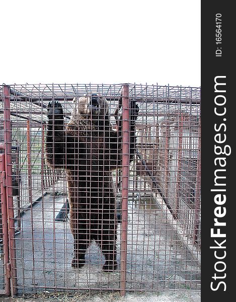 A brown bear bred in captivity. A brown bear bred in captivity