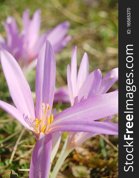 Close up of beautiful autumn crocus flowers. Close up of beautiful autumn crocus flowers