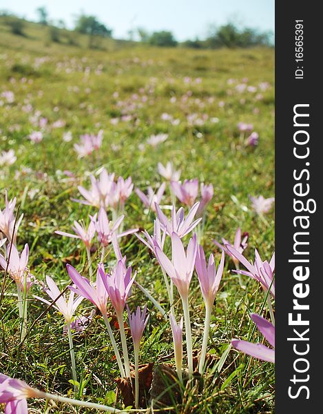 Beautiful autumn crocus flower meadow .