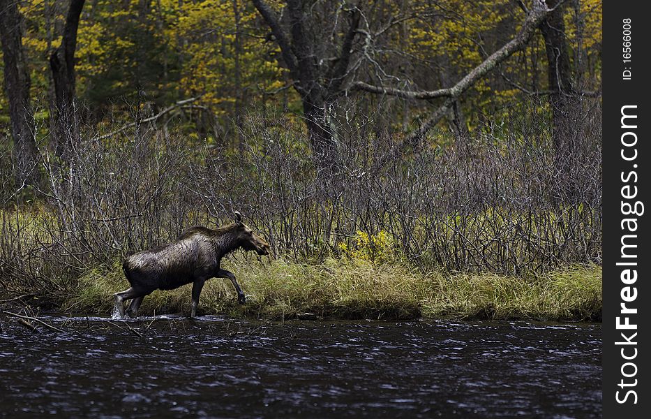 Female moose passing near a river.