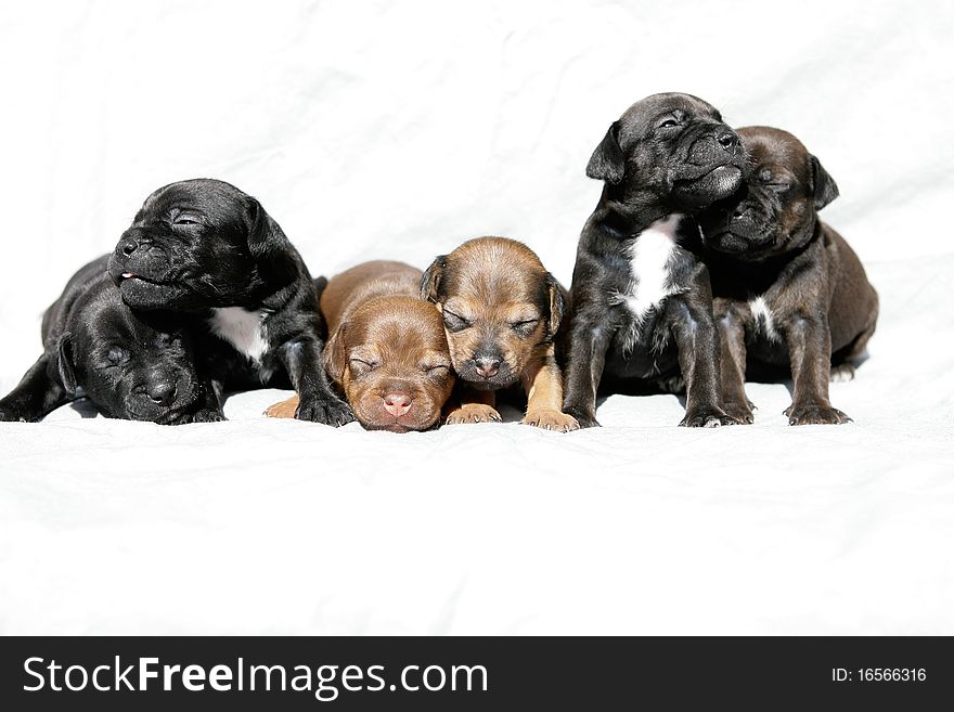 Portrait of a snuggling group of 6 week old Patterdale terrier puppies. Portrait of a snuggling group of 6 week old Patterdale terrier puppies