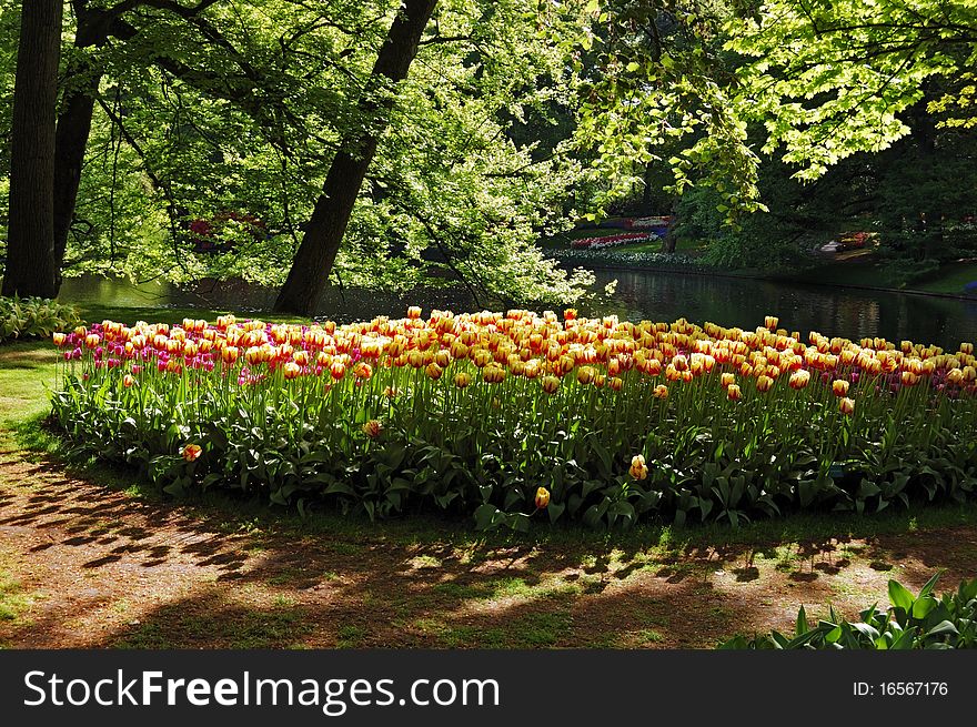 Beautiful Sunny Morning At The Keukenhof Gardens