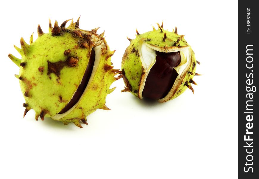 Three chestnuts lying on green moss.