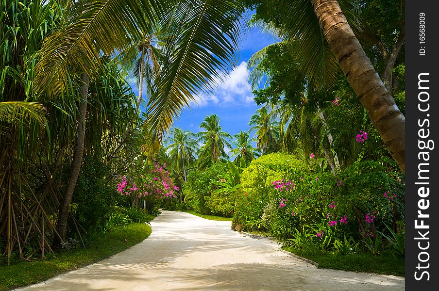 Pathway in tropical park