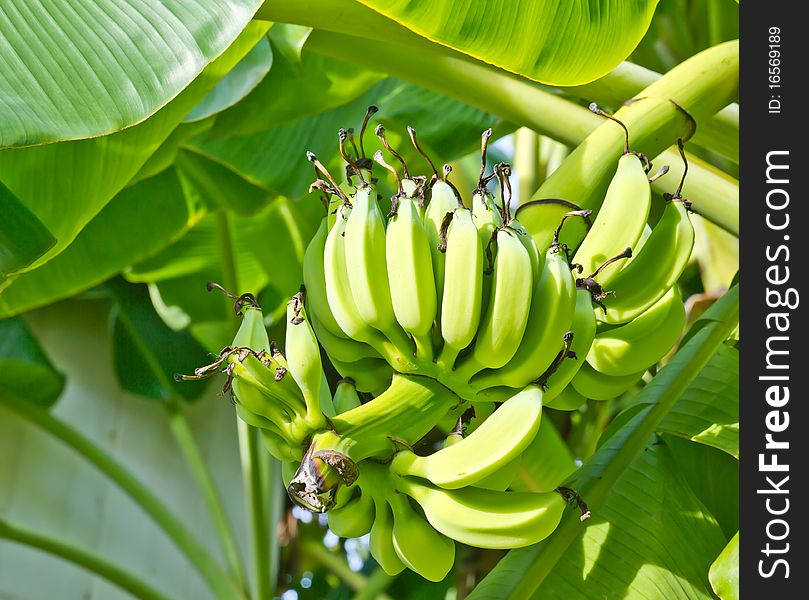 Green fresh Banana on tree and life under the sunlight
