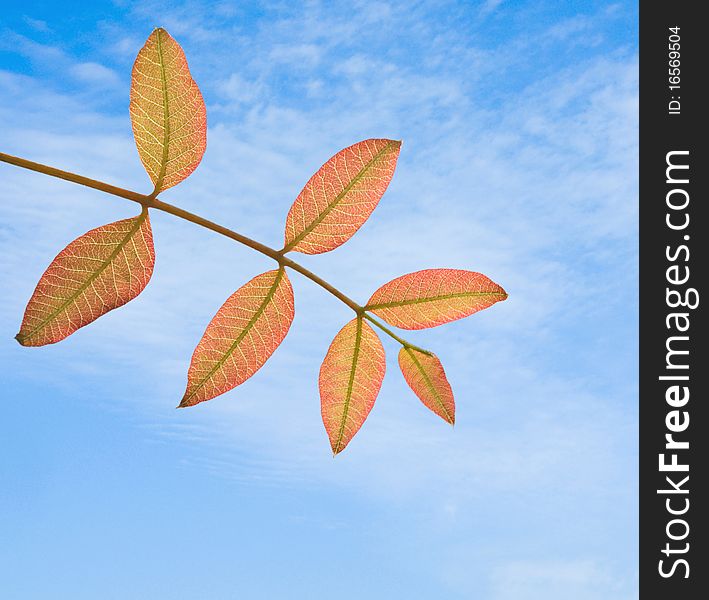 Close up of tree branch