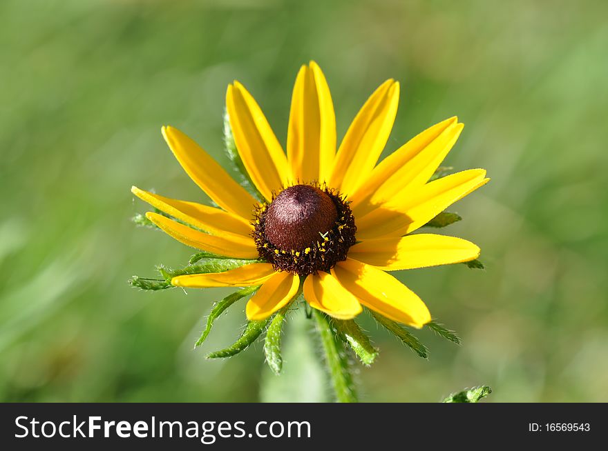 Black-Eyed Susan with a brown center. Green background. macro.a single flowerwith a brown center. Black-Eyed Susan with a brown center. Green background. macro.a single flowerwith a brown center.