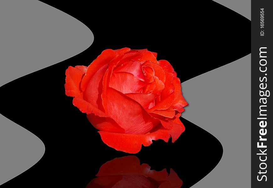 Bright red rose on a grey and black background. Bright red rose on a grey and black background