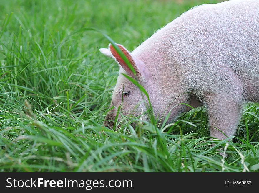 Small pig on a grass