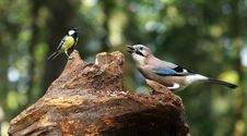 Free Jay And Titmouse Stock Image - 16571821
