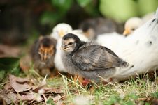 Cute Chicken Royalty Free Stock Photography Cute Chicken Royalty Free Stock Photography