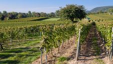 Vineyard Stock Image Vineyard Stock Image