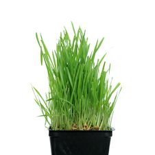 Grass Growing From Roots Stock Photo Grass Growing From Roots Stock Photo