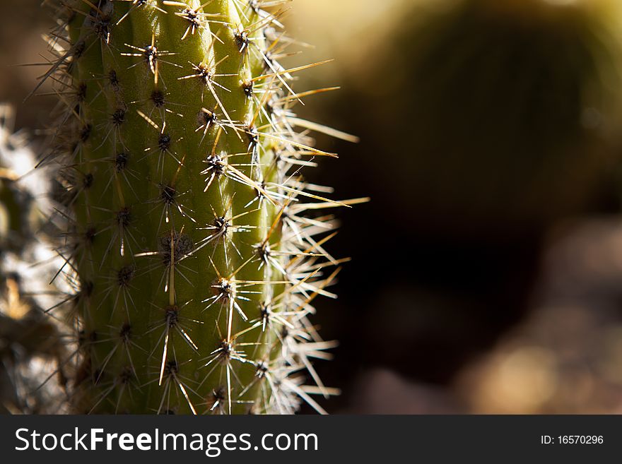 Cactus thorns catch the sunlight. Cactus thorns catch the sunlight